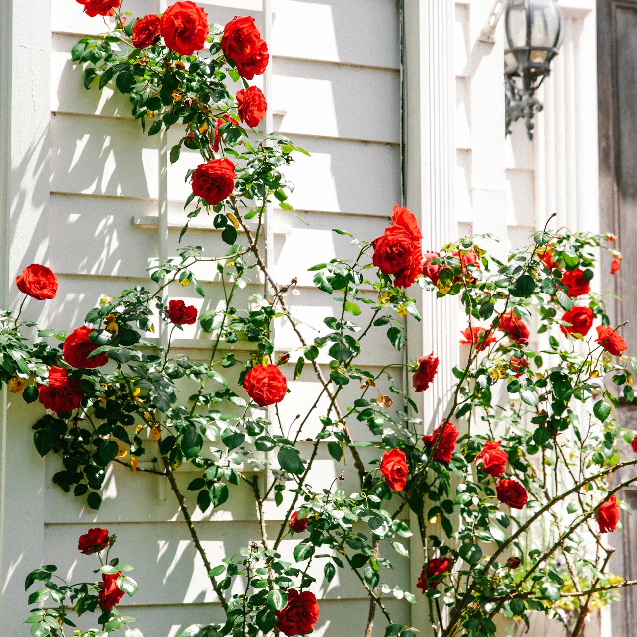 FNS Flowers FNS Flowers